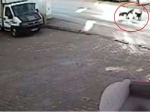 Sokak köpekleri 10 yaşındaki çocuğa saldırdı