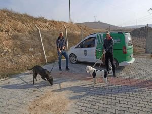 Batman’da tehlike oluşturan yasaklı ırk köpekleri toplatıldı