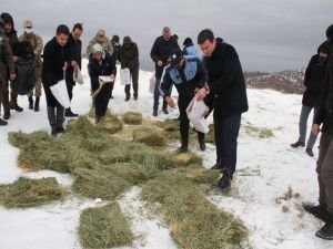 Malatya'da yaban hayvanlarının aç kalmaması için doğaya yem bırakıldı