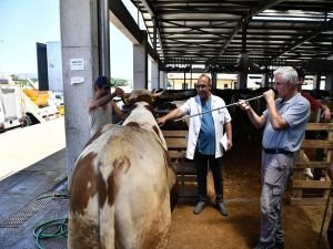 Bursa’da “Kurban Yakalama Timi’ bayrama hazır