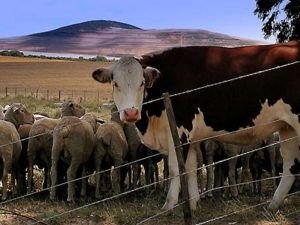 Yetiştiricilere hibe desteği başvuruları sona eriyor