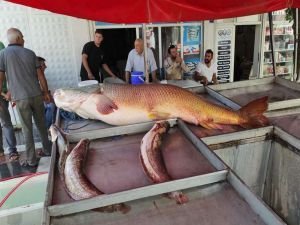 Fırat Nehri’nde 87 kiloluk balık yakalandı