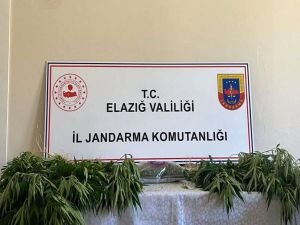 Elazığ'da 90 kök hint keneviri ele geçirildi