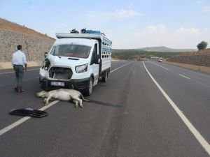 Bingöl'de bir araç eşeğe çarptı