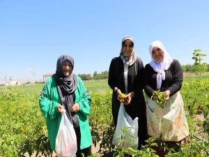 Malatya’da ata tohumlardan yetiştirilen sebzelerin hasadına başlandı