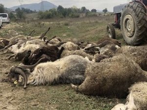 Köpeklerin saldırdığı 41 küçükbaş hayvan telef oldu