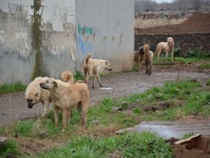 DSÖ: Kuduz vakalarının yüzde 99'u sahipsiz köpek kaynaklı