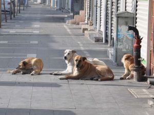 Başıboş köpeklerin sayısı her geçen gün artıyor