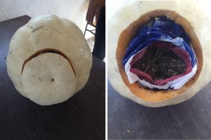 Balkabağı içerisine gizlenmiş esrar ele geçirildi