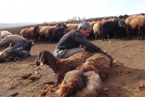 Koyun kırkma zamanı