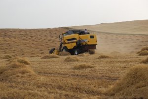 Çiftçiler mercimek hasadından memnun