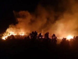 Sakarya'da ağaçlık alanda yangın