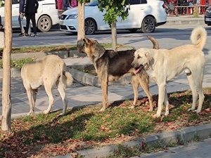 Başıboş sokak köpekleri teklifi komisyondan geçti