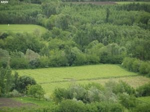 Hevsel bahçelerine uyuşturucu baskını
