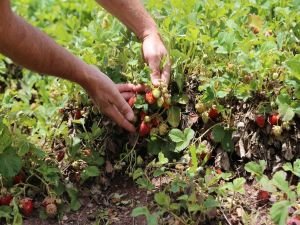 Dolu yağışı çilek tarlalarını vurunca çiftçiler mağdur oldu