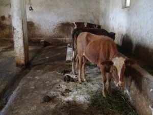 15 büyükbaş hayvan telef oldu