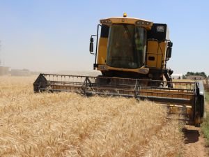 Şanlıurfa'da buğday hasadı başladı