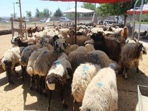 81 ile 'kurban kesimi' genelgesi