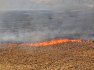 Uyarılara rağmen anız yakmalar devam ediyor