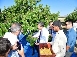 Malatya’da kayısı hasadı başladı