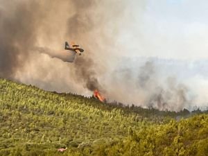 Muğla'da orman yangını