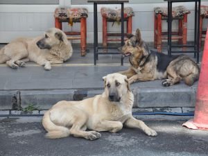 Uzmanlar uyarıyor: Köpek saldırılarına karşı nasıl bir yol izlenmeli?