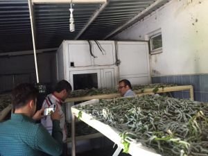 Hilvan'da ipek böceği yetiştiriciliği ilk ürününü verdi