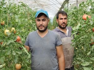 Atanamayan öğretmenler tarlada çalışıyor: Hayalimiz öğrenciler yetiştirmekti