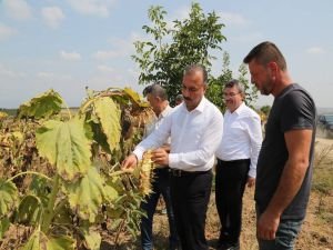 Bursa'da ayçiçeği hasadı başladı