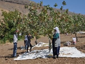 Fıstık hasadına başlandı: Rekoltede düşüş var!