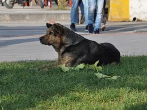 Başıboş köpeklerin toplatılmasını isteyen halk yetkililere seslendi!