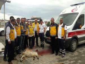 112 sağlık çalışanları kurban kestiler