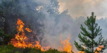 Hatay'da orman yangını