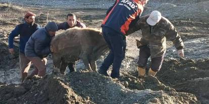 Ağrı'da bataklığa saplanan 3 hayvan kurtarıldı