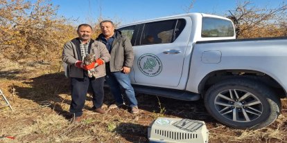 Şanlıurfa'da yaralı atmaca kurtarıldı