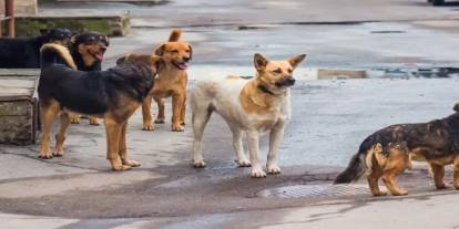 Başıboş köpeklerin saldırdığı çocuk ağır yaralandı