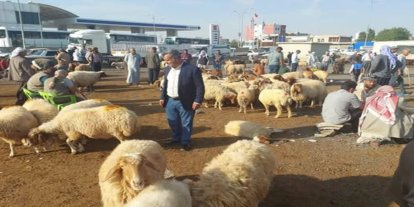 Şanlıurfa’da "şap" tedbirleri genişletildi