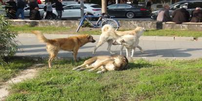 Başıboş köpek saldırıları ve kuduz aşıları arttı, hükümete çözüm çağrısı yapıldı!