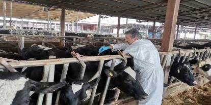 Elazığ'da şap karantinası