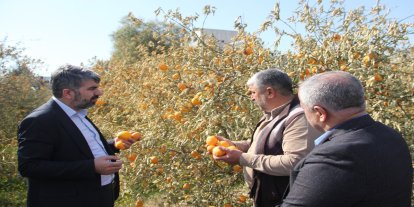 Milletvekili Dinç: Zirai dondan etkilenen yerler "afet bölgesi" ilan edilmeli