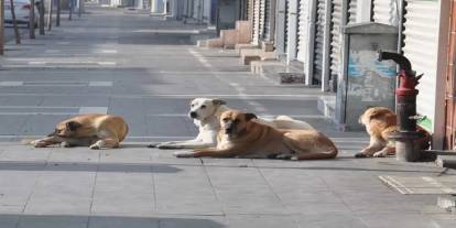 Köpek saldırıları hakkında soruşturma başlatıldı