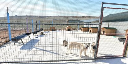 Şanlıurfa’da sahipsiz hayvanlar için çalışmalar sürüyor