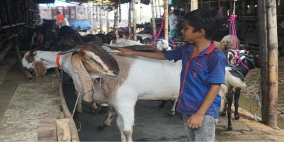 Bangladeş’te kurbanlık İçin 13 milyona yakın hayvan hazırlandı