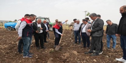 Cizre beş yıl sonra Fıstıkçılığın merkezi olacak