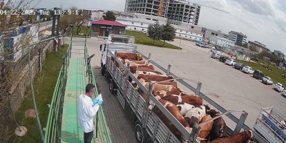 Bingöl'de kurbanlık hayvan sevkleri başladı