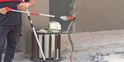 Şanlıurfa’da bodrum katında yakalanan yılan doğaya bırakıldı
