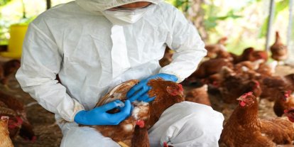 Brezilya'da kuş gribi alarmı