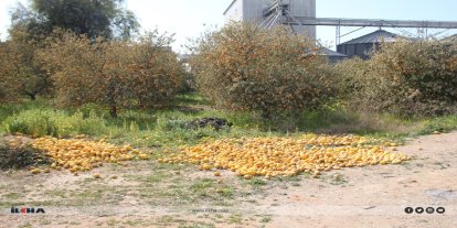 Tarımda çifte tehlike: Don ve hatalı ilaçlama