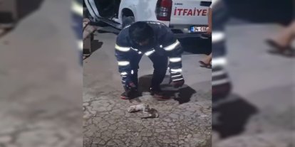 Şanlıurfa'da havalandırma boşluğuna düşen üç yavru kedi kurtarıldı