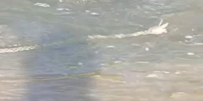 Ağrı'da çift boynuzlu yılan görüldü